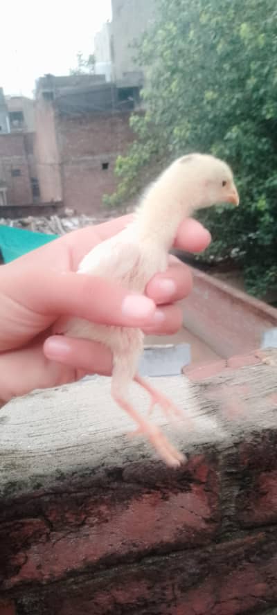 dragon And shamo chicks