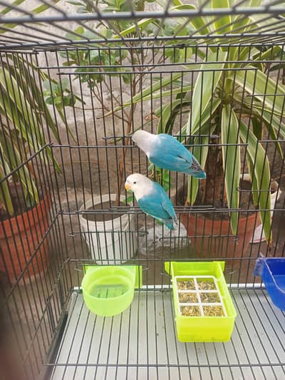 parrots