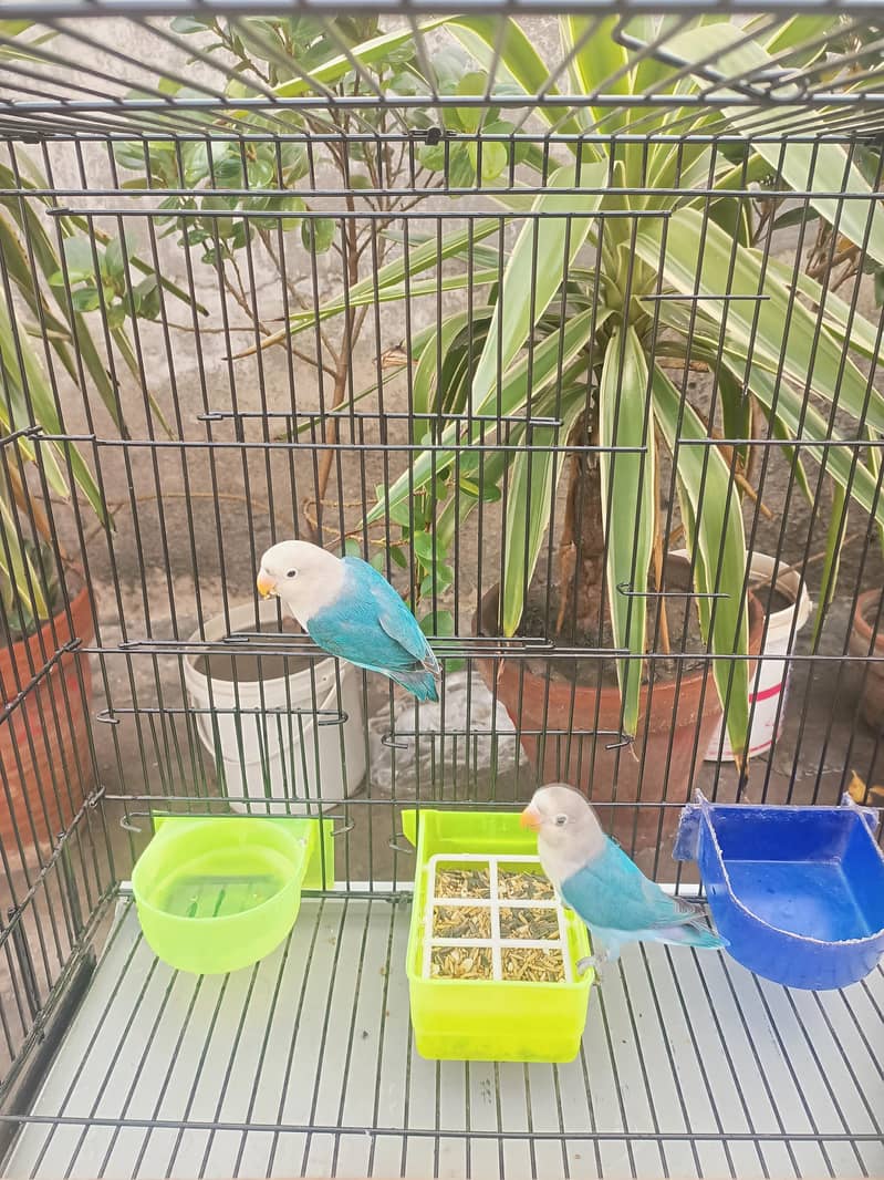 parrots 1