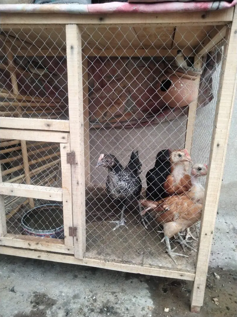Desi or Aseel — photo 2