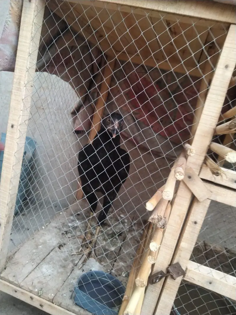 Desi or Aseel — photo 4