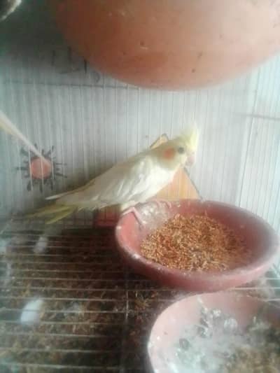 red eyes cocktail parrot