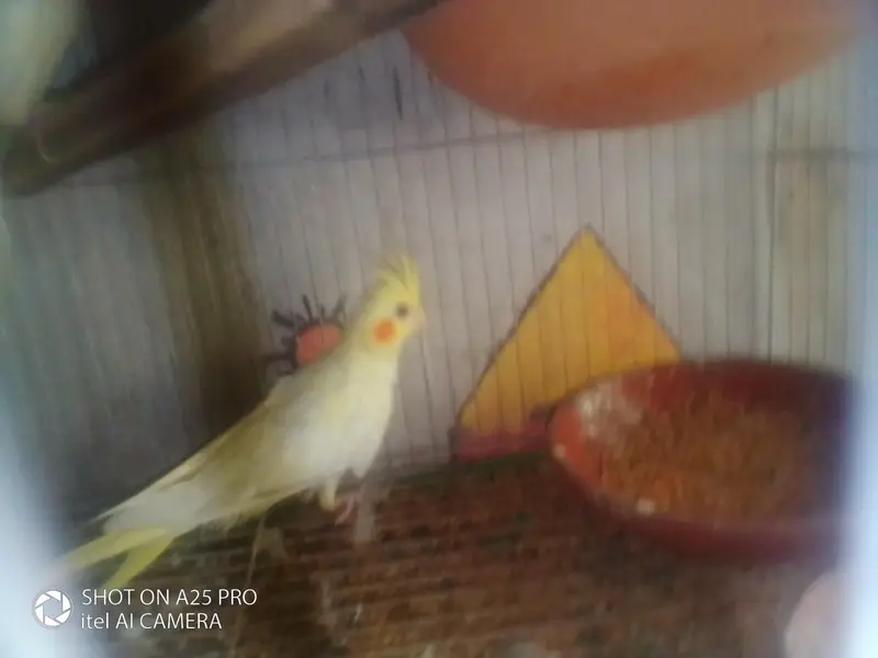 red eyes cocktail parrot — photo 2