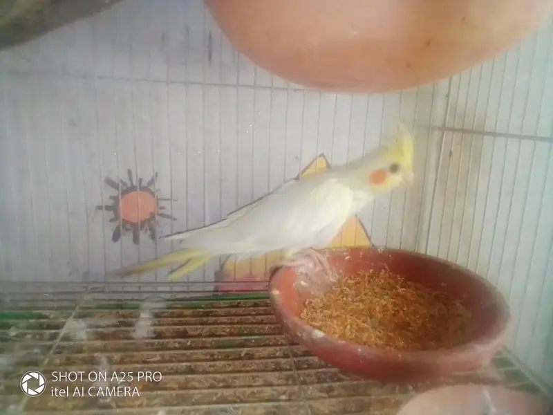red eyes cocktail parrot — photo 3