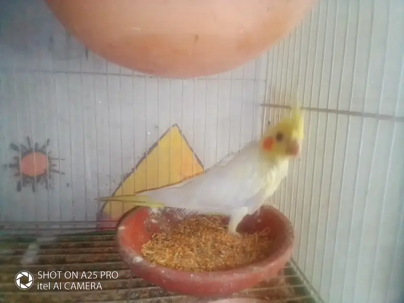 red eyes cocktail parrot — photo 4