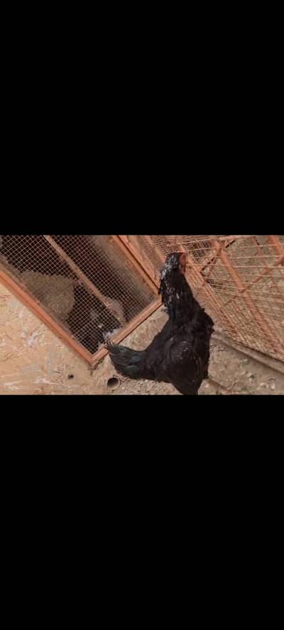 Aseel hen, Lasani aseel, quality Aseel