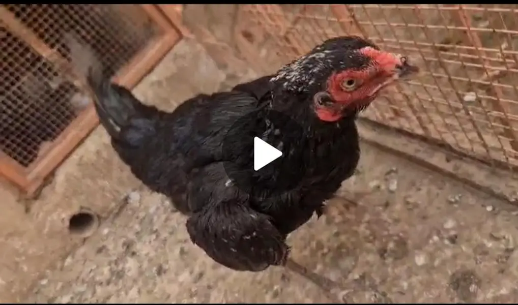 Aseel hen, Lasani aseel, quality Aseel — photo 2