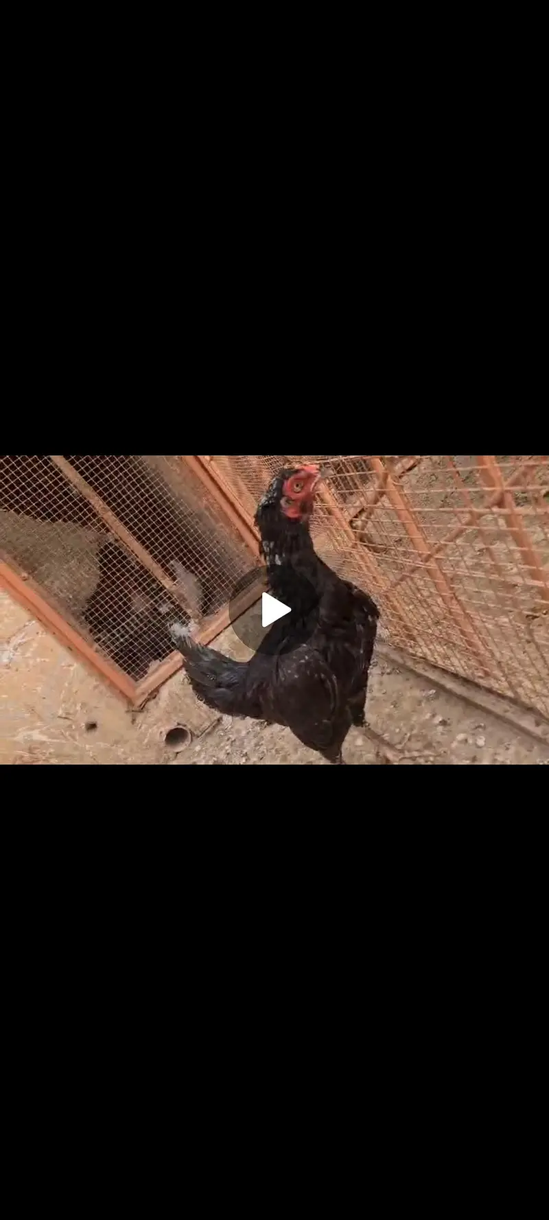 Aseel hen, Lasani aseel, quality Aseel — photo 3