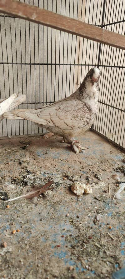 top quality blondinette pigeons