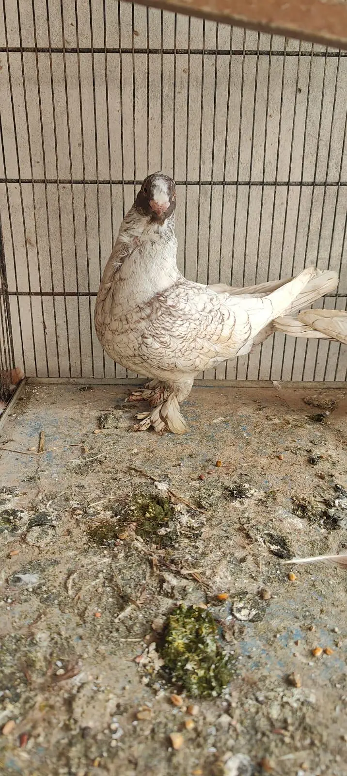 top quality blondinette pigeons — photo 2