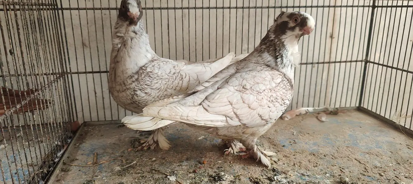 top quality blondinette pigeons — photo 3