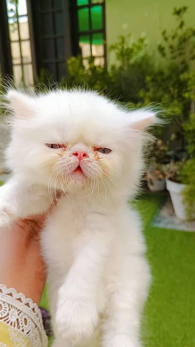 peke/peki/piki face white  Persian male/ female kittens