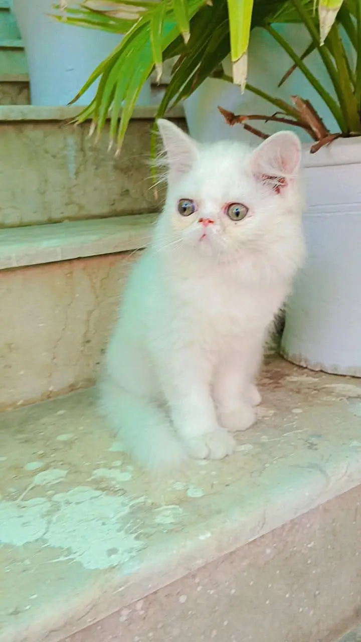 peke/peki/piki face white  Persian male/ female kittens — photo 4