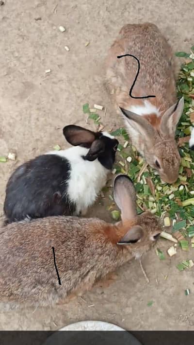 junglee rabbit & fancy pigeon urgent for sale