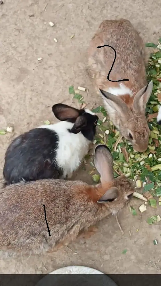 junglee rabbit & fancy pigeon urgent for sale