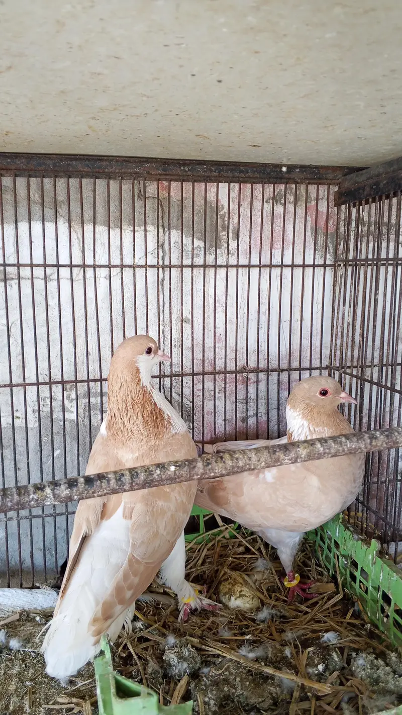 junglee rabbit & fancy pigeon urgent for sale — photo 2