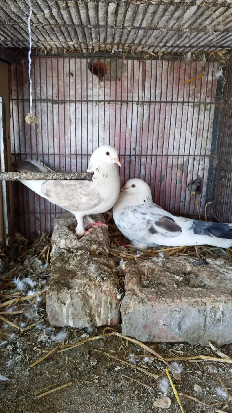 junglee rabbit & fancy pigeon urgent for sale — photo 3