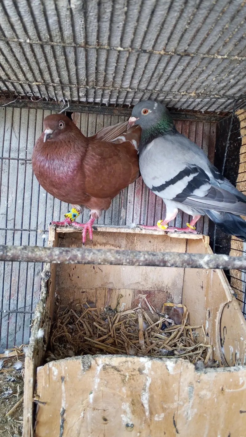 junglee rabbit & fancy pigeon urgent for sale — photo 4