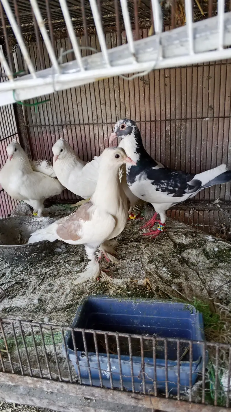 junglee rabbit & fancy pigeon urgent for sale — photo 5