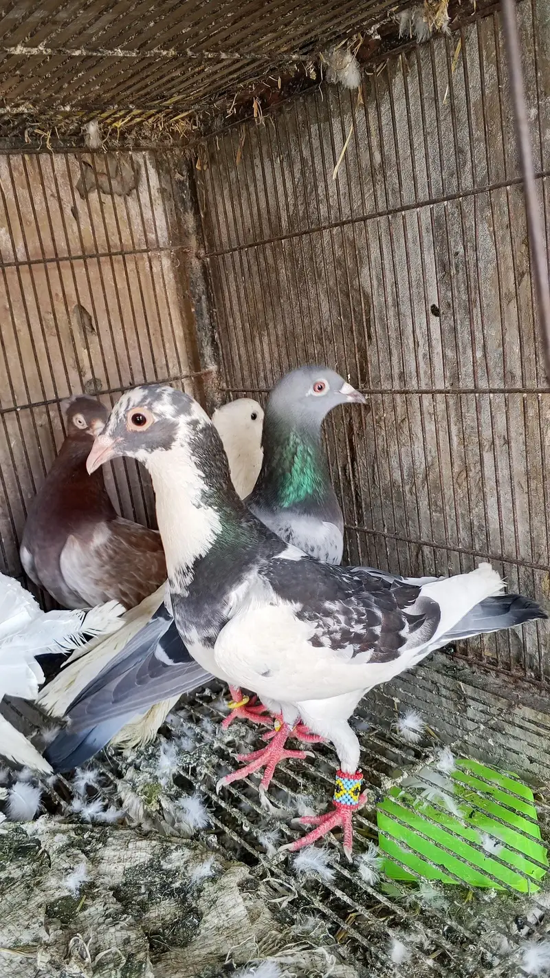 junglee rabbit & fancy pigeon urgent for sale — photo 6