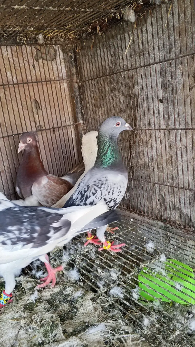 junglee rabbit & fancy pigeon urgent for sale — photo 7