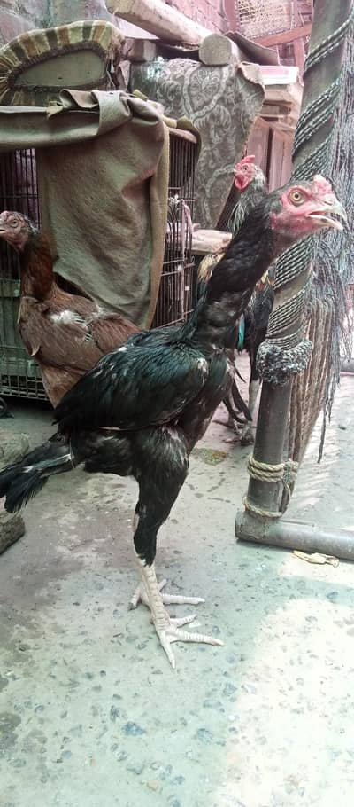 Lakhan sar ka pata hai pure sal ki guarantee hai