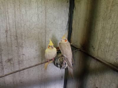 cocktail pair /common/grey/ red eyes/love birds /tame cocktaill