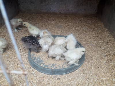 ARGENT SALE SILKY CHICKS