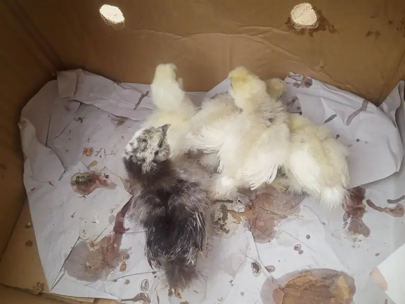 ARGENT SALE SILKY CHICKS — photo 3
