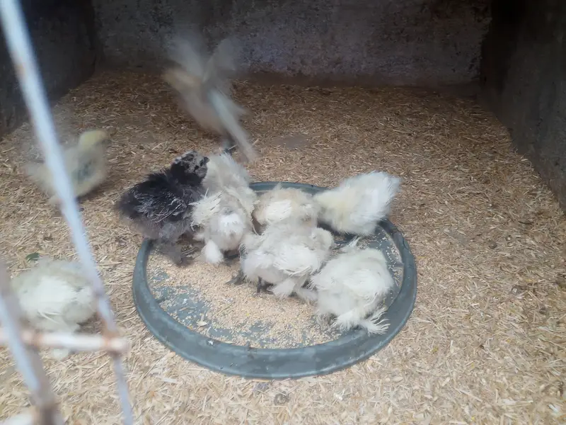 ARGENT SALE SILKY CHICKS — photo 4