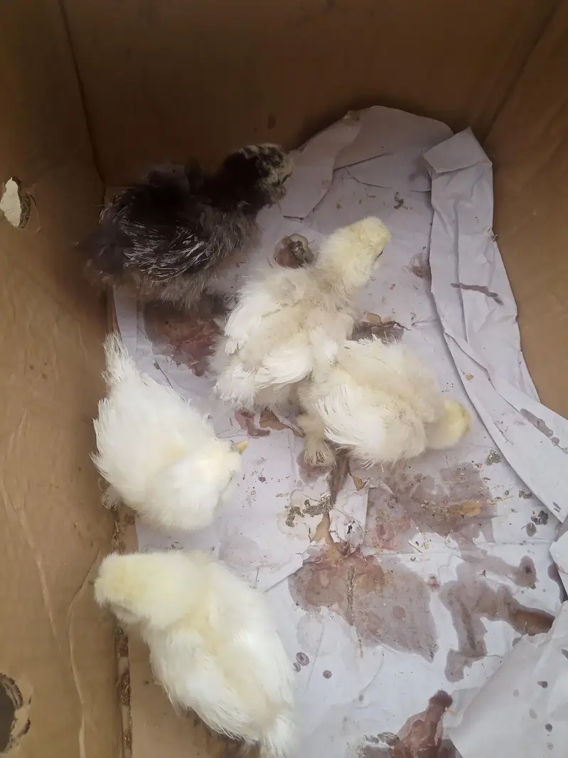 ARGENT SALE SILKY CHICKS — photo 5