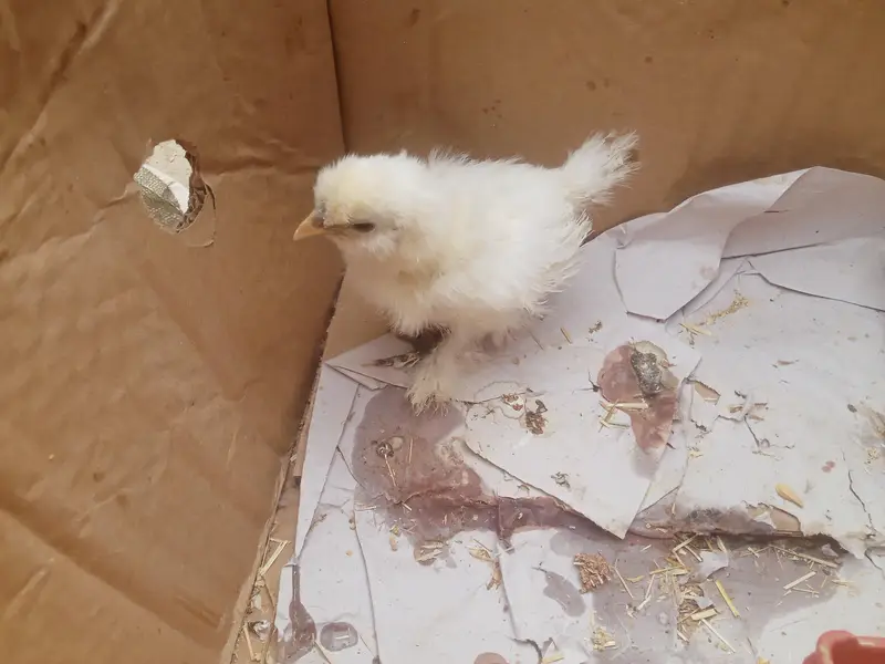 ARGENT SALE SILKY CHICKS — photo 7