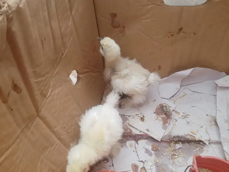 ARGENT SALE SILKY CHICKS — photo 8
