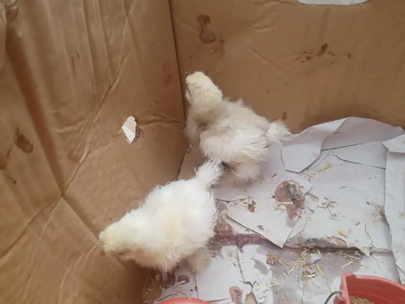 ARGENT SALE SILKY CHICKS — photo 9