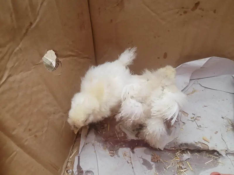 ARGENT SALE SILKY CHICKS — photo 10