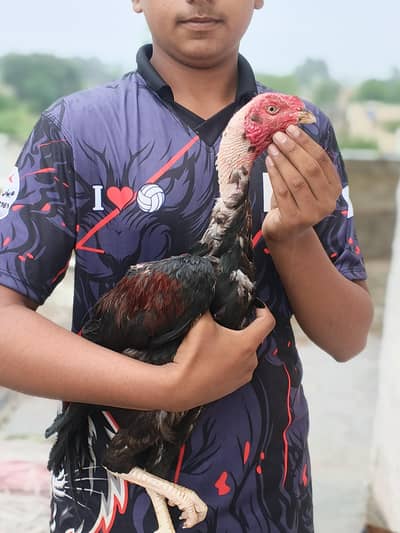 home breed