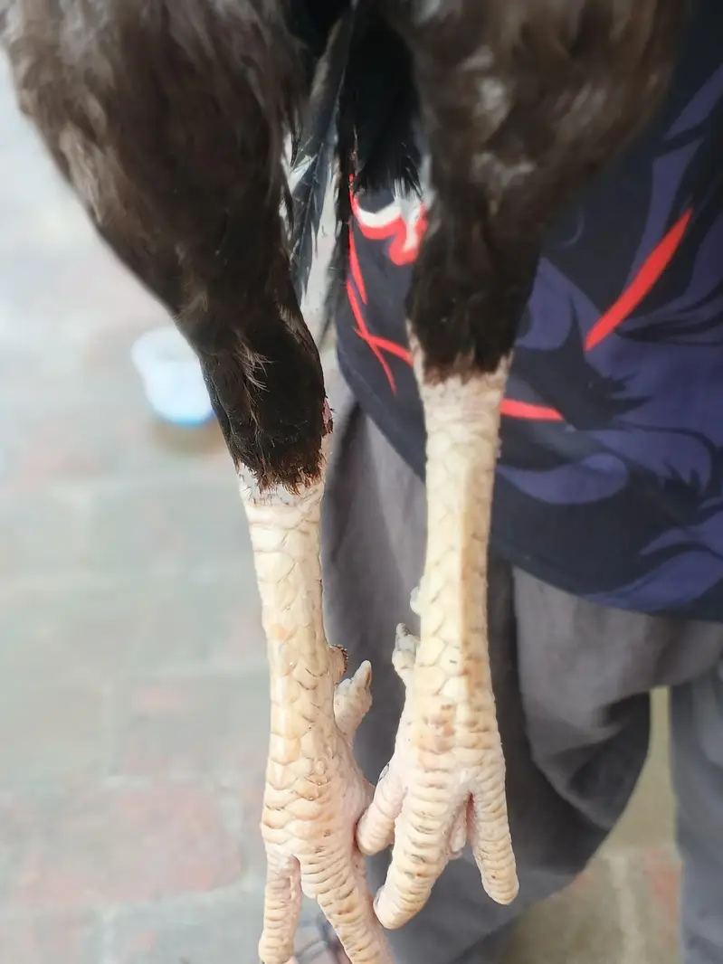 home breed — photo 3