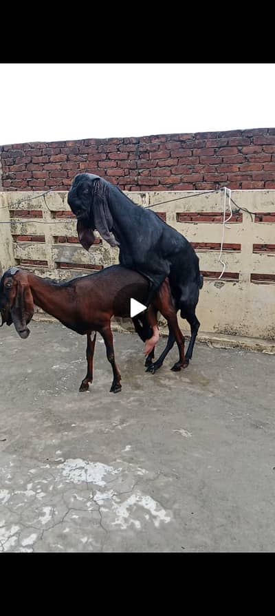 fresh 8 dant hait 36 7 din ki cross lekn khli kr ka degy 03104323502