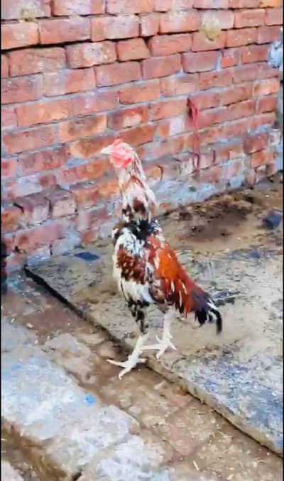 sindhi aseel murga Mashallah healthy and active