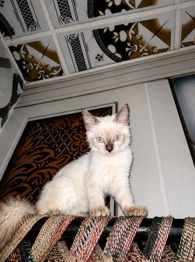 Persian Semi | Double coat | female |03277852003|trained