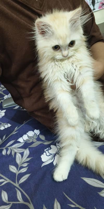 Persian cat Long Hair