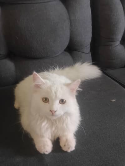 Persian cat