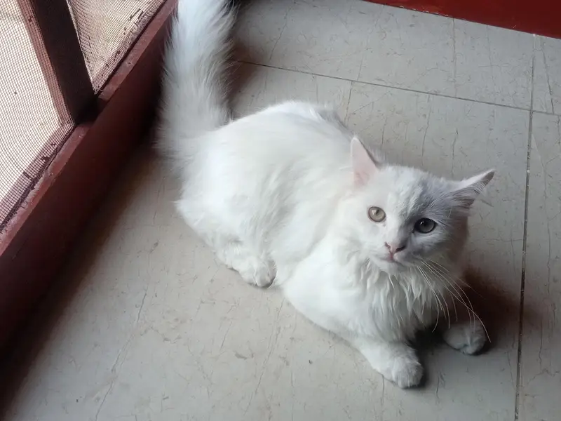 Persian cat — photo 2