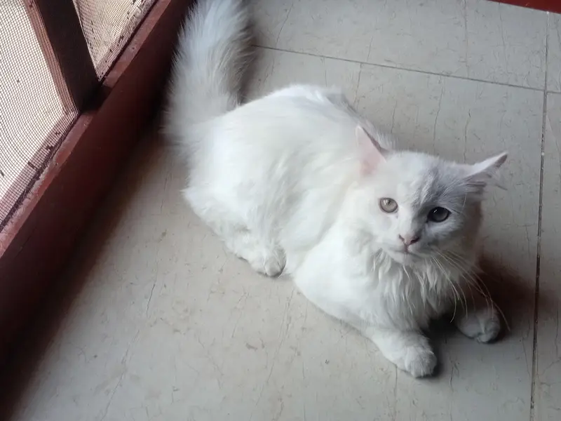 Persian cat — photo 3