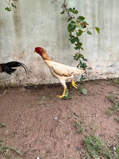 Shamoo and Vietnam Aseel for Sale