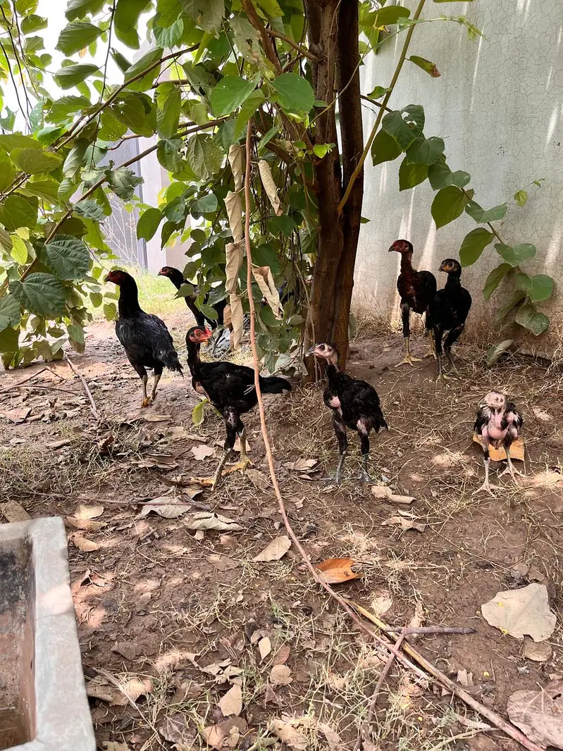 Shamoo and Vietnam Aseel for Sale — photo 8