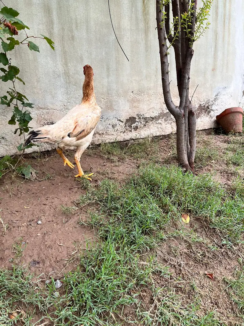 Shamoo and Vietnam Aseel for Sale — photo 12