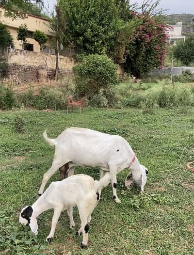 Goat and baby goat
