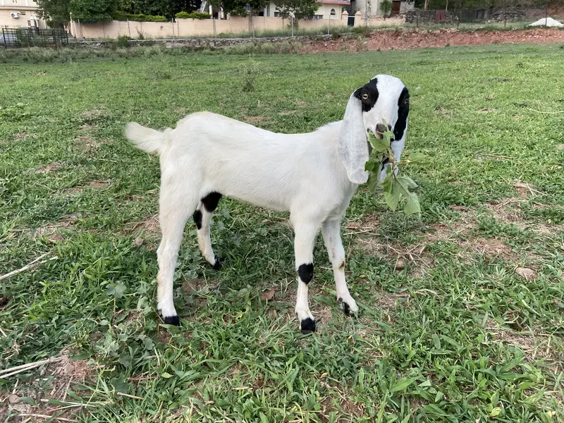 Goat and baby goat — photo 2
