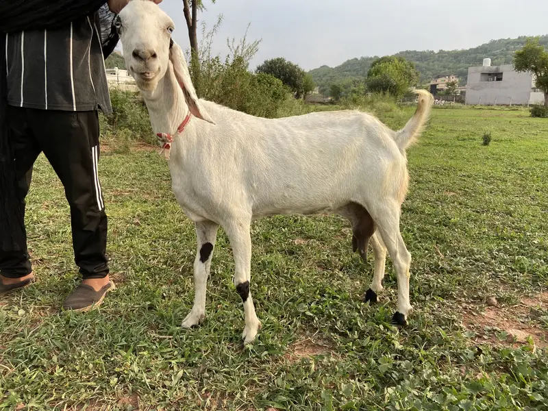 Goat and baby goat — photo 3